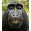 avatar de Macaque